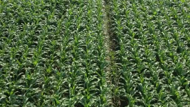 Кукурудзяне Поле Молоді Кукурудзяні Рослини Ширяють Полі Сонячний Літній День — стокове відео