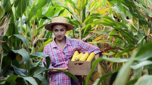 Farmář Sklízí Sladké Kukuřičné Palice Kukuřičném Poli — Stock video
