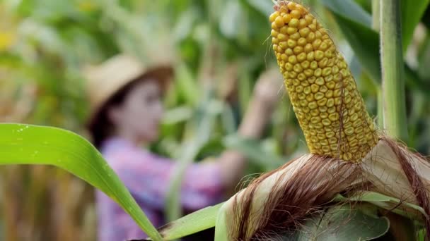 Фермер Дивиться Проростання Молодої Кукурудзи Полі Аналізує Урожайність Цього Року — стокове відео