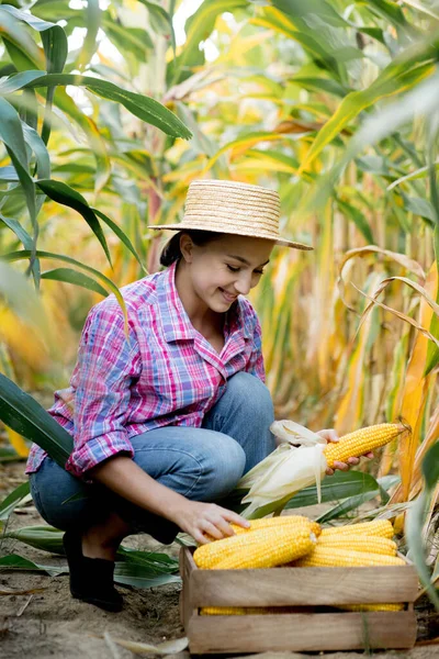 Фермер Дивиться Проростання Молодої Кукурудзи Полі Аналізує Урожайність Цього Року — стокове фото