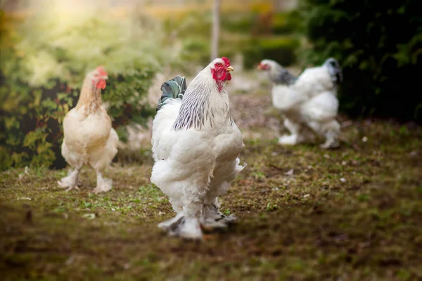 Tupp Och Höns Tupp Och Frigående Höns Går Gräsmattan Tupp — Stockfoto