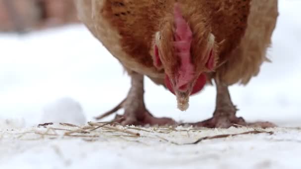 Szabadtartású Tyúk Élelmet Keres Hóban Egy Felhős Téli Napon — Stock videók