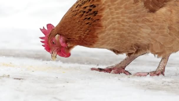 Kura Wolnego Wybiegu Szuka Jedzenia Śniegu Pochmurny Zimowy Dzień — Wideo stockowe