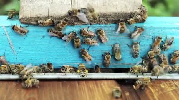 Honingbijen Vliegen Korf Het Concept Van Bijenteelt — Stockvideo