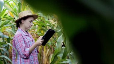 Tablet bilgisayarındaki kadın tarımcı mısırın verimini analiz ediyor..
