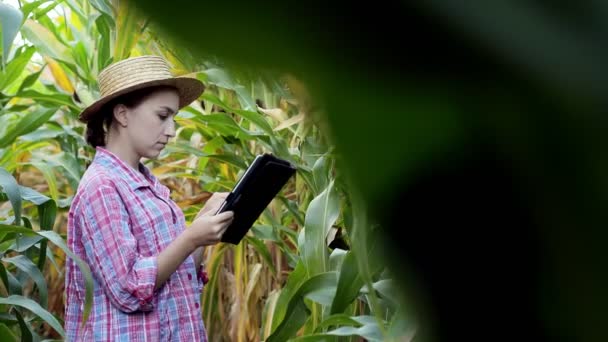 Female Technologist Agronomist Tablet Computer Analyzes Yield Corn — Stock Video
