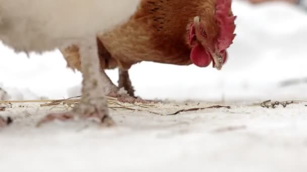 Kura Wolnego Wybiegu Szuka Jedzenia Śniegu Pochmurny Zimowy Dzień — Wideo stockowe
