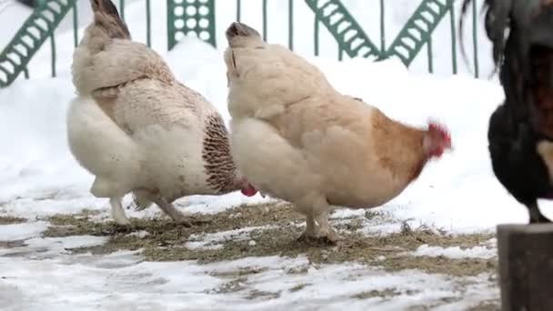 Hühnerfarm Landwirtschaftlicher Hühnerstall Mit Vielen Hühnern Die Einem Wintertag Draußen — Stockvideo