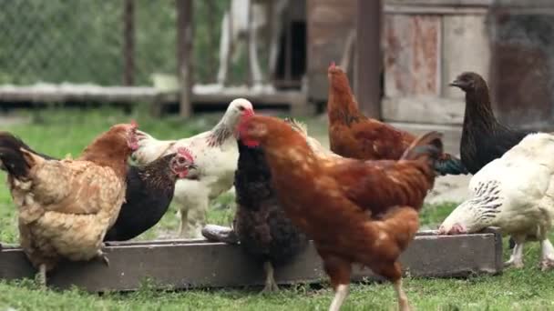 几个红的农场小鸡在乡下吃一些玉米.耕作和宠物狗概念. — 图库视频影像