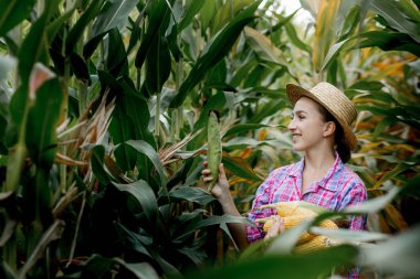 Çiftçi tarladaki genç mısırların filizlenmesine bakıyor. Bu yılın verimini analiz ediyor