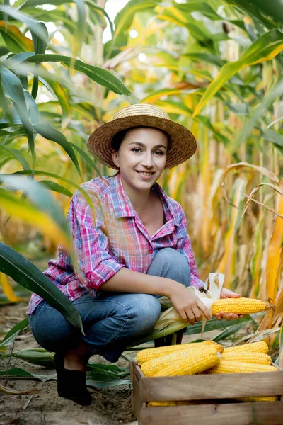 Farmář Poli Sbírá Mladou Kukuřici Cukrovou Velké Dřevěné Krabici — Stock fotografie