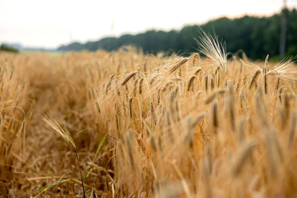 Altın Buğday Tarlası Güzel Doğa Günbatımı Manzarası Olgunlaşan Çayırlık Buğday — Stok fotoğraf