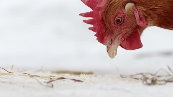 Kura z wolnego wybiegu szuka jedzenia w śniegu w pochmurny zimowy dzień — Wideo stockowe