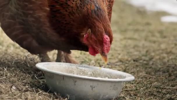 Κόκκινο κοτόπουλο τρώει σιτηρά σε ένα αγρόκτημα ελεύθερης βοσκής, κοτόπουλο σε ένα βιολογικό αγρόκτημα. — Αρχείο Βίντεο