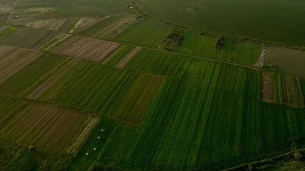 Campo Maíz Con Plantas Jóvenes Suelo Fértil Atardecer —  Fotos de Stock