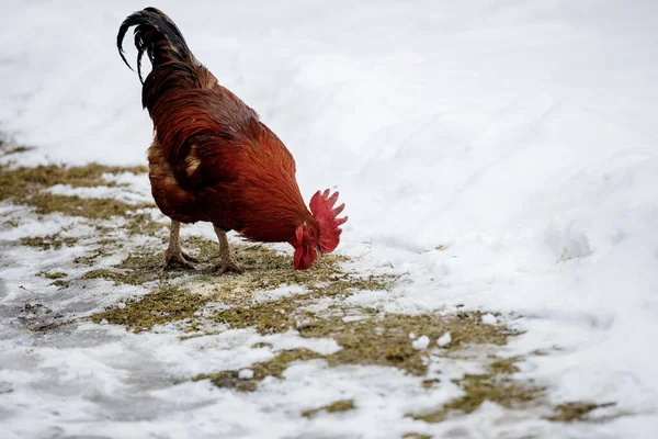 Κόκκινος Κόκκορας Βγαίνει Έξω Μια Χειμωνιάτικη Μέρα Αγροτική Πτηνοτροφία — Φωτογραφία Αρχείου