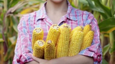 Tarladaki çiftçi. Tatlı mısır hasadından memnun..