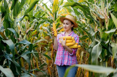 Çiftçi tarladaki genç mısırların filizlenmesine bakıyor. Bu yılın verimini analiz ediyor