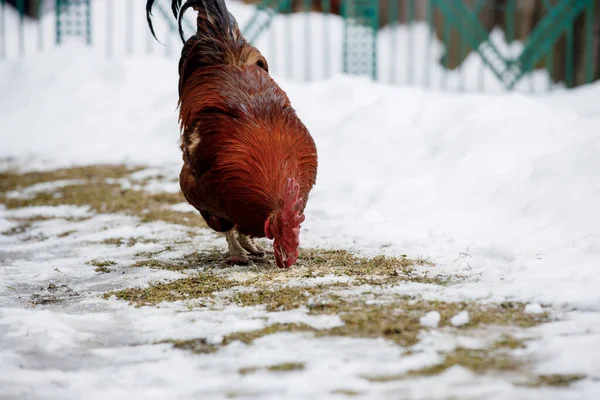 Κόκκινος Κόκκορας Βγαίνει Έξω Μια Χειμωνιάτικη Μέρα Αγροτική Πτηνοτροφία — Φωτογραφία Αρχείου