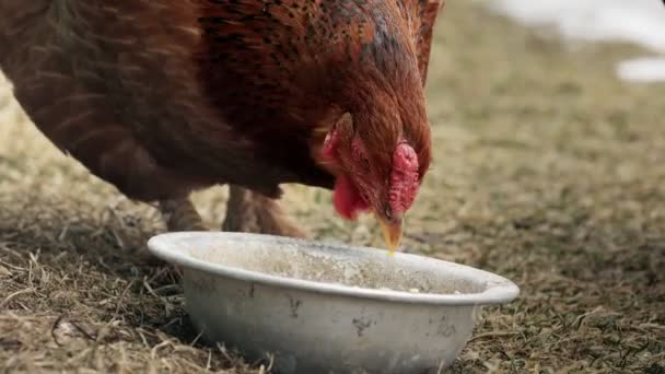 Röd Kyckling Äter Spannmål Frigående Gård Kyckling Ekologisk Gård — Stockvideo