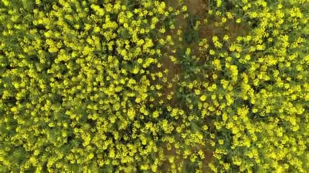 开着花的黄色田野 上面长着菜籽 这种植物呈明亮的黄色 菜籽田 — 图库视频影像