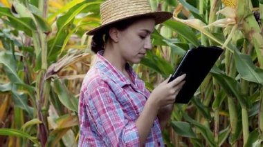 Tablet bilgisayarındaki kadın tarımcı mısırın verimini analiz ediyor..