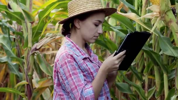 Женщина Технолог Агроном Планшетном Компьютере Анализирует Урожайность Кукурузы — стоковое видео