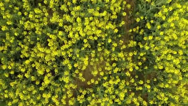 开着花的黄色田野 上面长着菜籽 这种植物呈明亮的黄色 菜籽田 — 图库视频影像