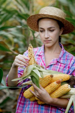 Çiftçi tarladaki genç mısırların filizlenmesine bakıyor. Bu yılın verimini analiz ediyor