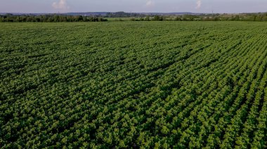 Tarlada büyüyen genç ayçiçeklerinin en üst görüntüsü. Genç yeşil ayçiçeği tarlaları, yazın tarım..