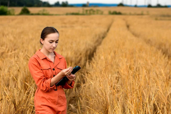 กเทคโนโลย วขาว Agronomist บแท บเล ตคอมพ วเตอร ในสาขาของการตรวจสอบค ณภาพข าวสาล — ภาพถ่ายสต็อก