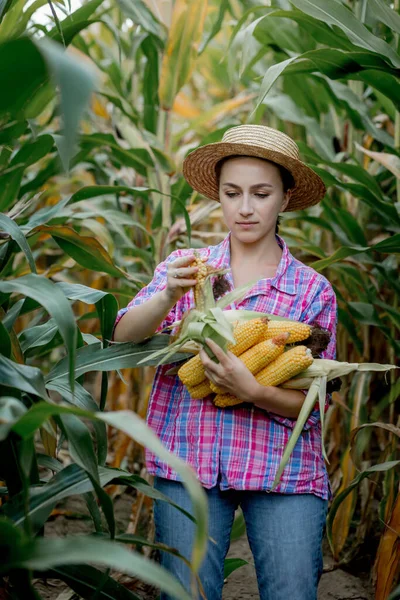 Çiftçi tarladaki genç mısırların filizlenmesine bakıyor. Bu yılın verimini analiz ediyor