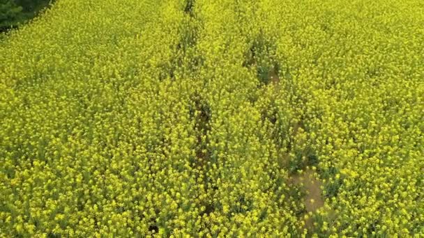 Blooming Yellow Field Which Rapeseed Grows Bright Yellow Color Plant — 비디오