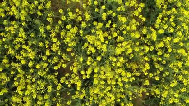 Virágzó Sárga Mező Amelyen Repcemag Növény Élénk Sárga Színe Repcemagmező — Stock videók