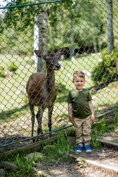 Hayvanat bahçesinde geyiğin yanında bir çocuk. Küçük çocuk parktaki küçük geyiğe bakıyor..