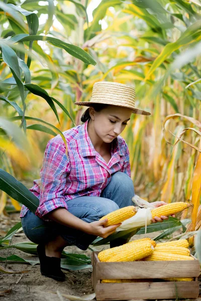 Tarladaki çiftçi büyük ahşap bir kutuda taze mısır topluyor..