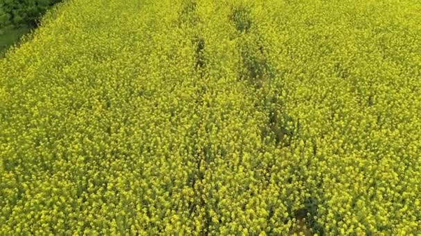 Blühendes gelbes Feld, auf dem Raps wächst. Leuchtend gelbe Farbe der Pflanze. Rapsfeld — Stockvideo