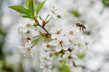 Çiçek açan bahar ağacının üzerindeki bal arısı. Beyaz çiçeklerle açan dal, bal arısı tozlaşır.