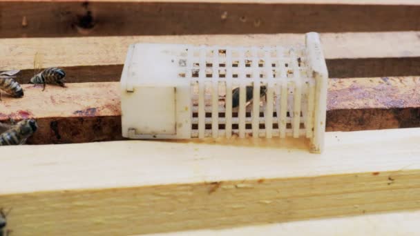 Small Plastic Box Cage Queen Bee Small Cage Queen Bee — Vídeo de stock