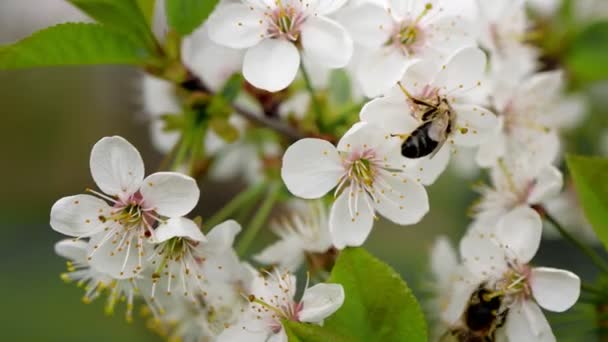 蜜蜂在春天开花的树上授粉 — 图库视频影像