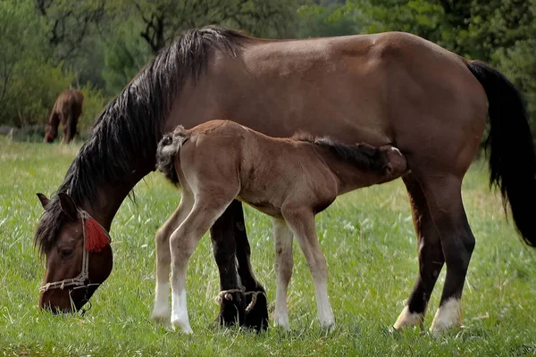 Mare Grazes Field Feeds Her Cub Milk Family Horses Little — Stock fotografie