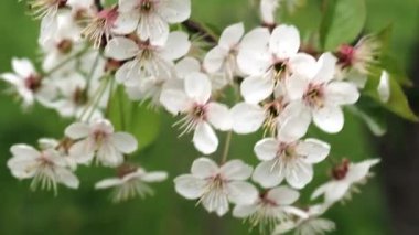 Baharın başlarında açan ağaçta beyaz çiçek, arka plan maviydi. Yüksek kalite fotoğraf.