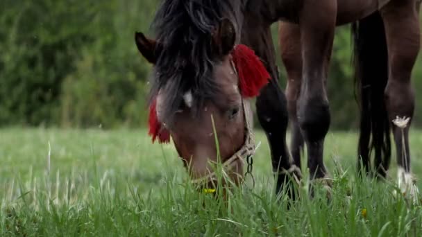 Красивая Коричнево Каштановая Лошадь Пасется Свежей Траве Зеленом Лугу Скот — стоковое видео