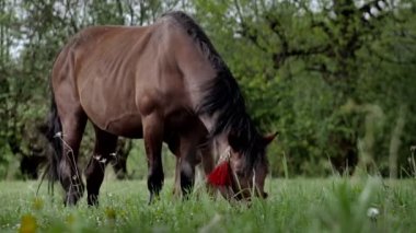 A family of horses, a little foal with his mother, a mare grazing on a forest glade on a sunny day.