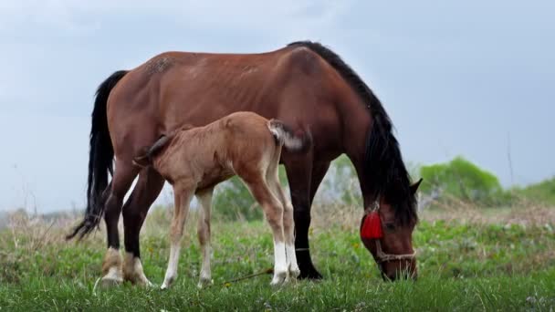 Mare Grazes Field Feeds Her Cub Milk Family Horses Little — ストック動画