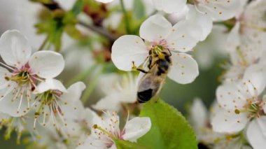 Honey bee is pollinating flower of the blossoming spring tree. Macro
