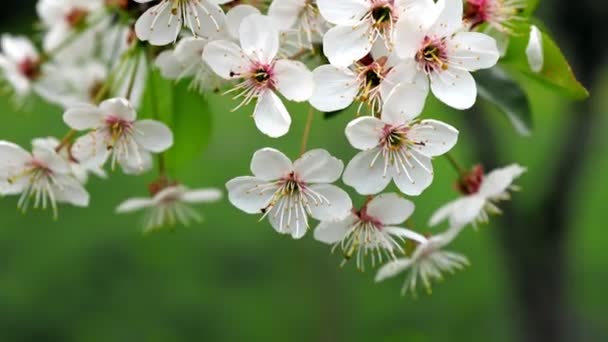 Weiße Blüte Baum Der Zeitigen Frühling Blüht Hintergrund Bläulich Hochwertiges — Stockvideo