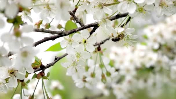 咲く春の木の花にミツバチ 白い花で枝を咲かせ ミツバチは受粉します — ストック動画