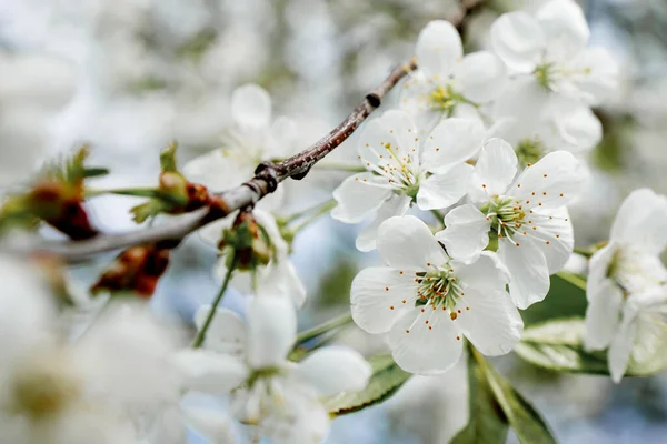 White Blossom Tree Blooming Early Spring Backgroung Blured High Quality — Stockfoto