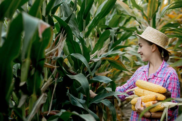Çiftçi tarladaki genç mısırların filizlenmesine bakıyor. Bu yılın verimini analiz ediyor